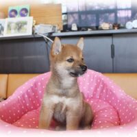 柴犬（豆柴）水無月・２