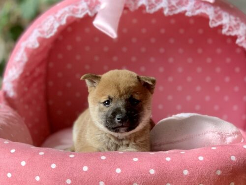 豆柴・あすか・３ちゃん