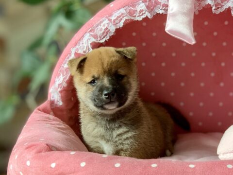 豆柴・あすか・４ちゃん