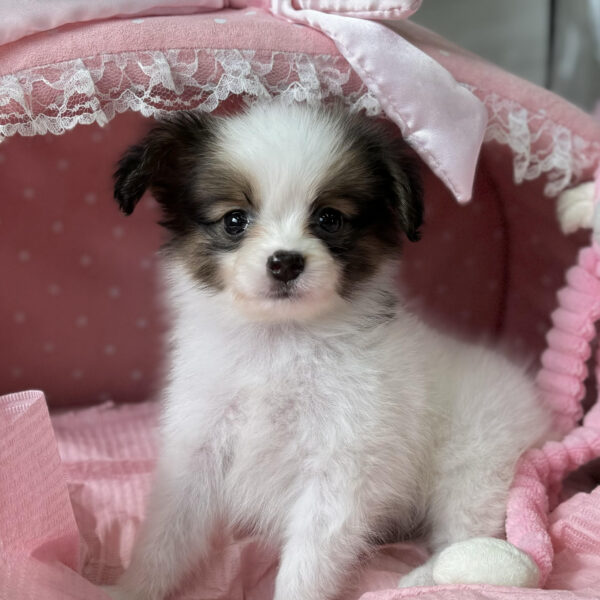 パピヨン サファイア・１ちゃん | 【公式】子犬のブリーダー・ミニチュアシュナウザー専門店なら枚方の「ブルーステラ」