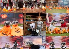 楽しいハロウィンをありがとう！サムネイル